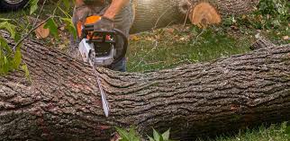 Best Firewood Processing and Delivery  in Pine Lake Park, NJ