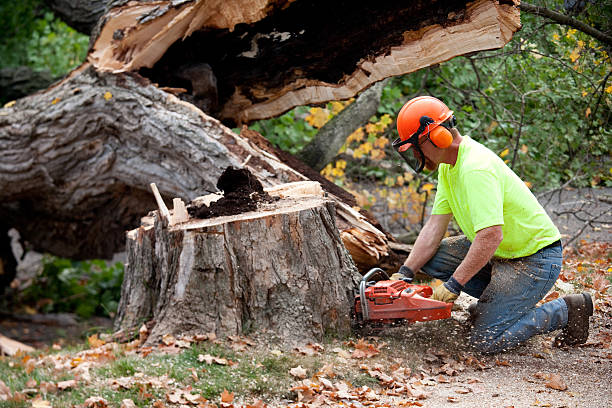 Best Lawn Drainage Solutions  in Pine Lake Park, NJ