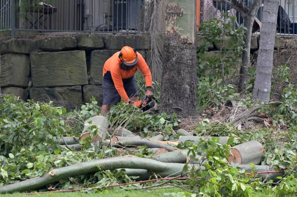 Trusted Pine Lake Park, NJ Tree Removal Experts