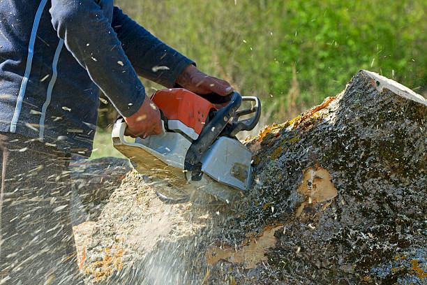 Lawn Renovation and Restoration in Pine Lake Park, NJ